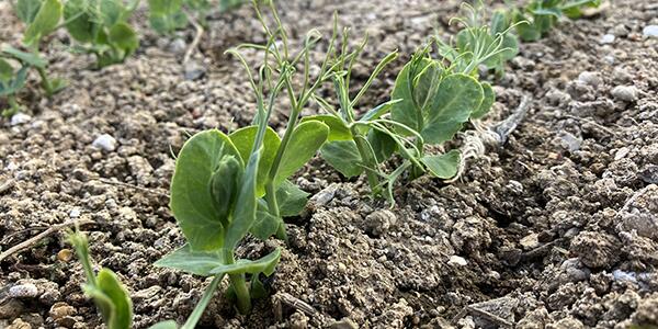 Early-planted peas germinated with clear plastic to improve emergence.